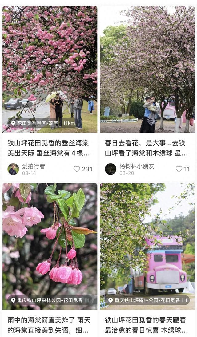 重庆这片免费花海开疯了，又多又美，公交轨道直达，适合全家出行