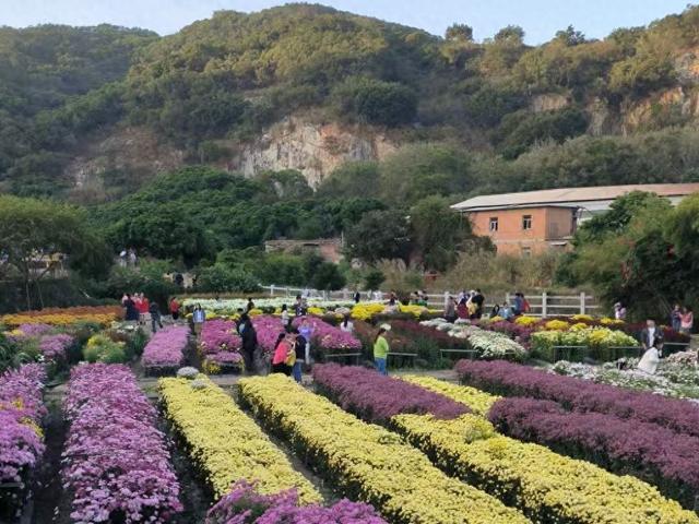 深化“通信+文旅”融合 中国电信以“满格信号”守护菊花展精彩时刻