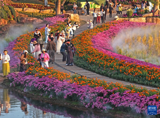 冬日暖阳映花俏