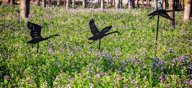 美翻了！将府公园“二月蓝”形成浪漫“京城蓝海”