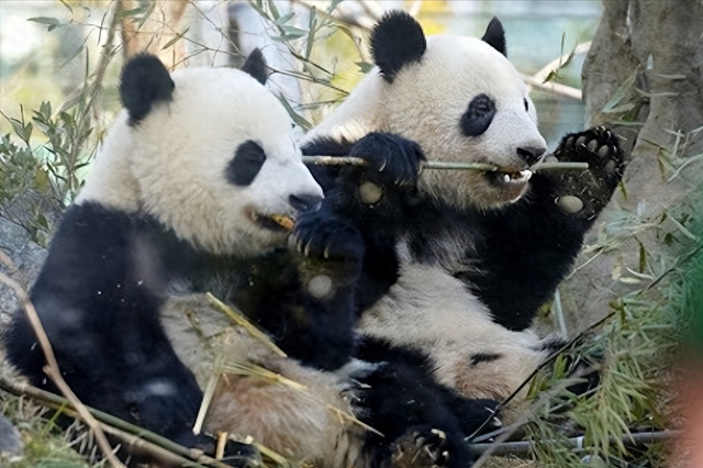 最后两只熊猫打包回国，高市早苗一句狂言，换300亿日元天价账单