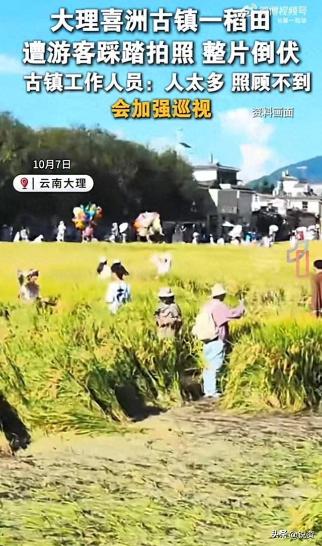 网红稻田被踩踏后续！有人制止反被怼，更多内幕曝光，果然不简单