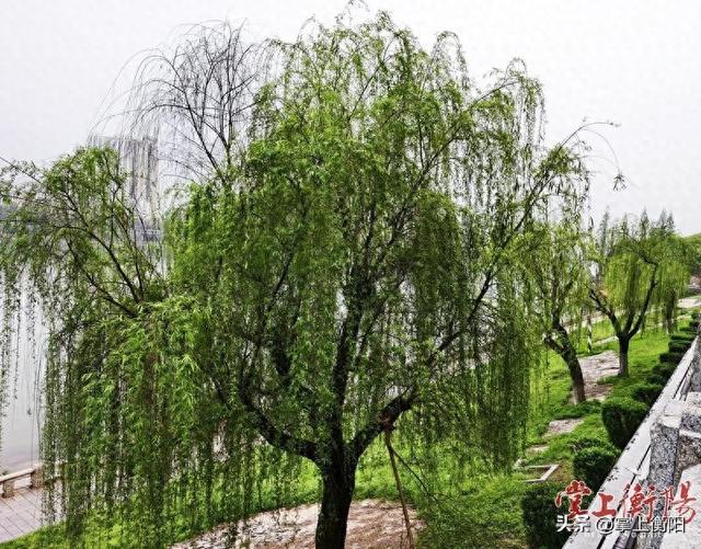 气温大幅回升，衡阳滨江水岸将迎来一轮柳絮飘飞的高发期
