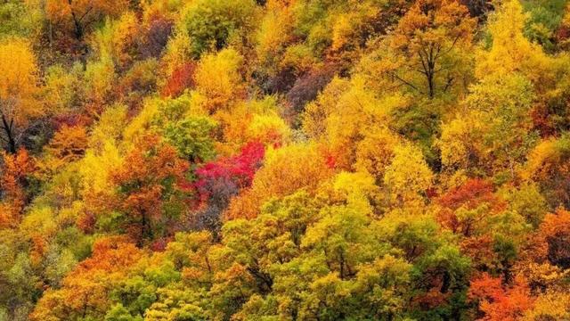 今天起免票！四川多家景区最新免费活动汇总→