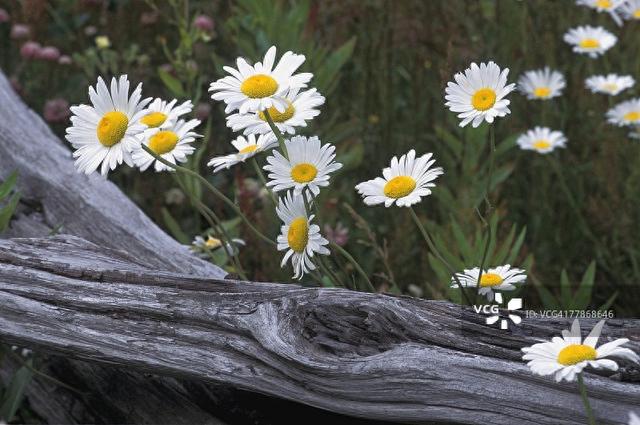 雏菊如何养才能长久保存（雏菊绽放在时光里的诗意精灵）