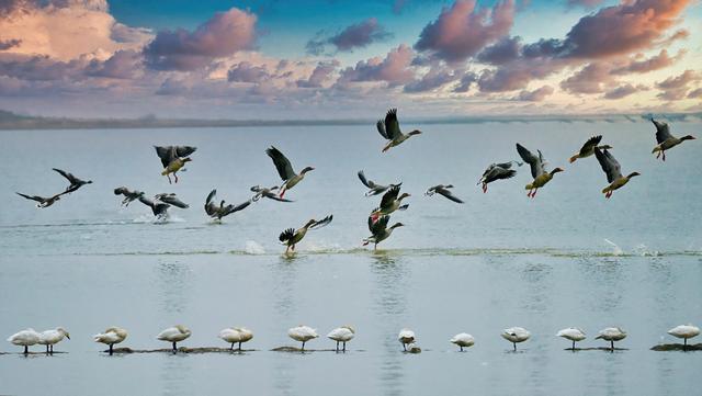 万鸟翔集映湖光 君山采桑湖观鸟攻略新鲜出炉