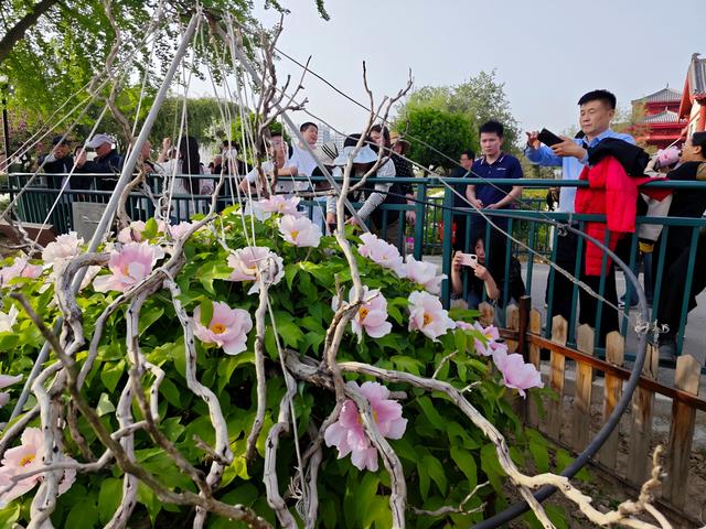 明清“牡丹王”迎来最佳观赏期