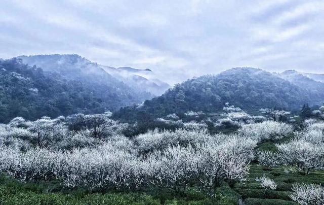 藏不住了！萧山的春天，美到犯规！
