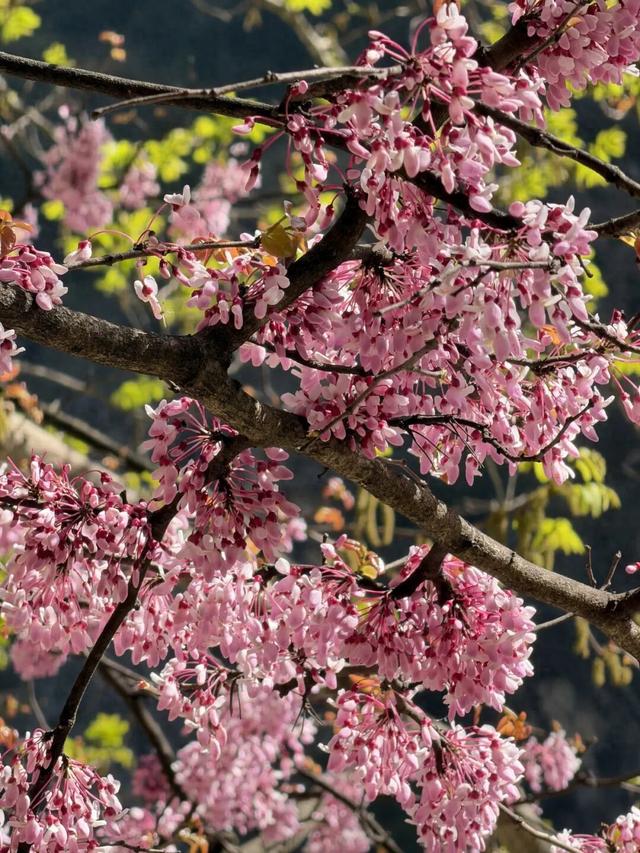 广元不远 周末优选 | 又是紫荆又是奖牌的，唐家河你成功引起了我的注意！