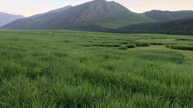 陇上行（九）走过马兰花大草原，想起了儿时的记忆！（7月28日）