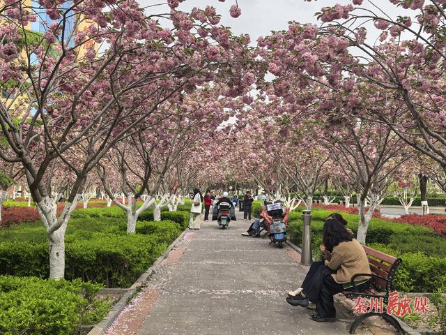 秦州：樱花盛放风光美 如云似霞迎客来