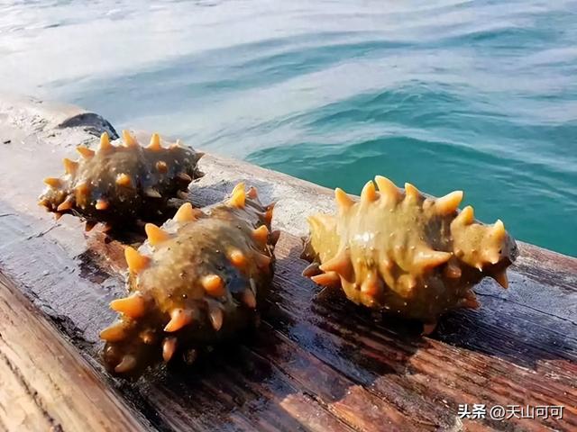 野生海参与养殖海参的区别 2026年野生海参与养殖海参的区别图片