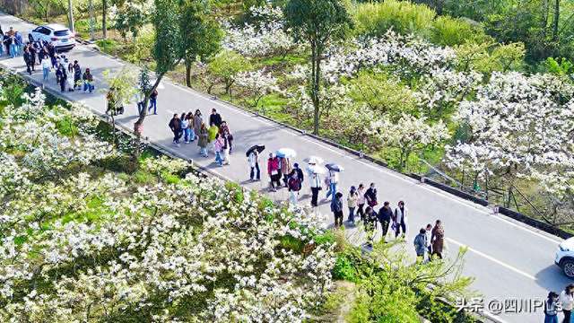 绵竹：一场春日之约“点燃”沿山春潮