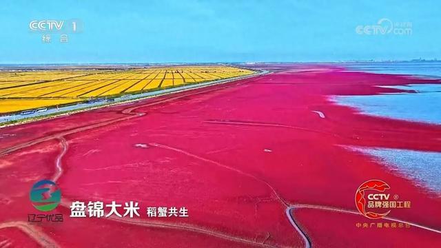 红海滩进入最佳观赏期