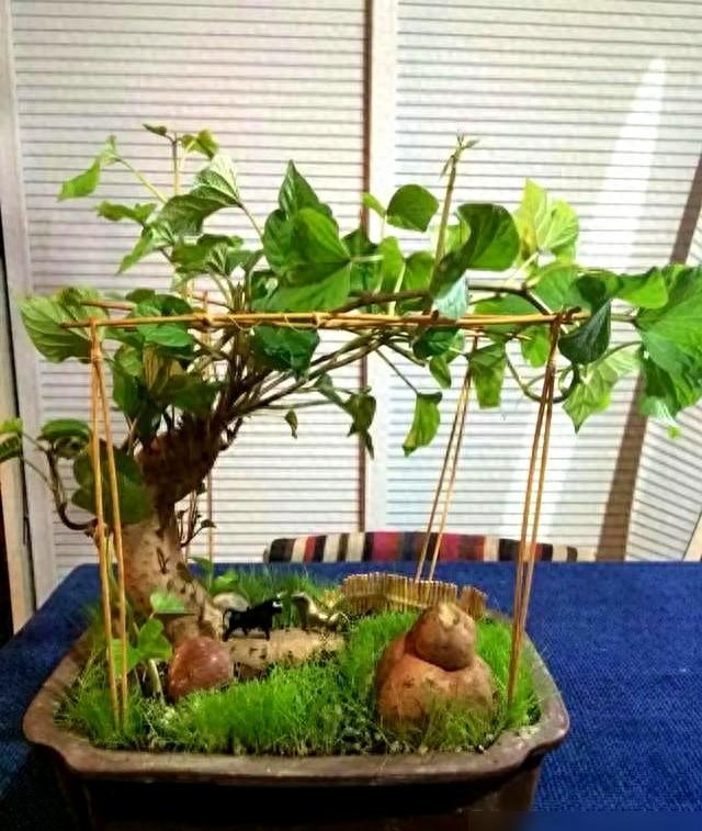 陕西一阿姨，把红薯养成“高不可攀的盆景”，太美太壮观了！