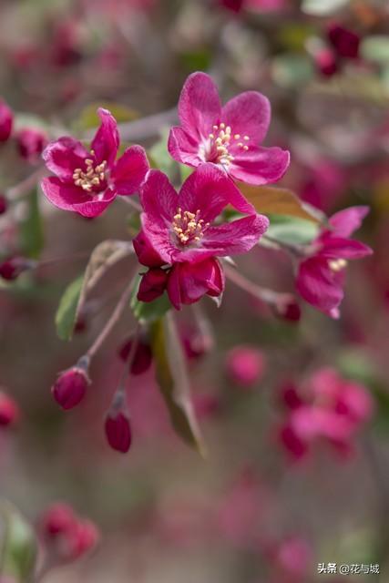 南昌的春天，被这片海棠花海承包了！满城粉雾，美到窒息