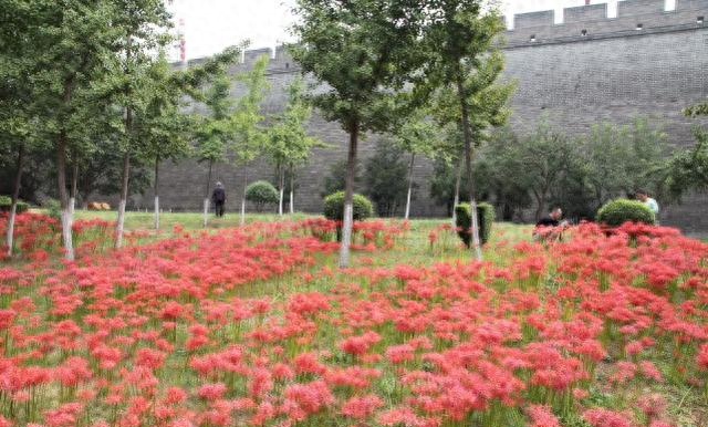 全球独一无二！西安凭什么被称为城中花都