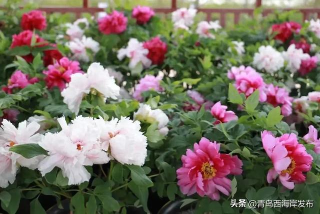 免费送票!西海岸这片牡丹花海惊艳全城