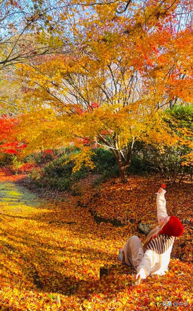 上海这地方火了！12000棵枫树红到发烫，门票居然打对折？