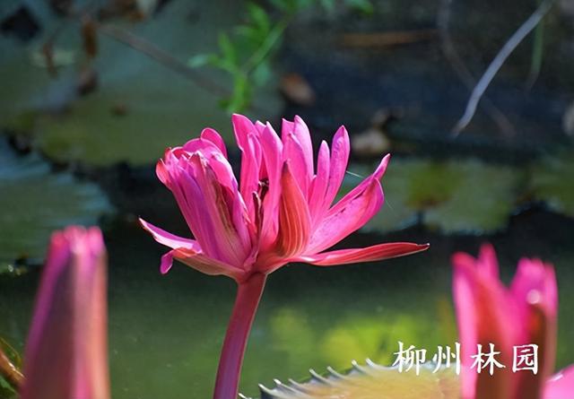 柳州园博园“红色闪耀”睡莲绽放罕见并蒂花