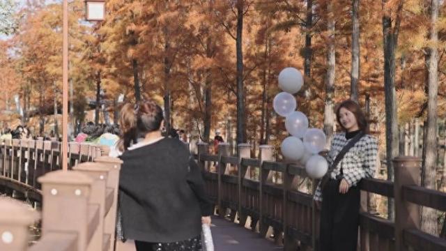 江西宜春：水杉换“红装” 初冬诗意浓