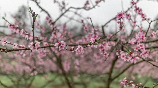 春天你最喜欢赏哪种花