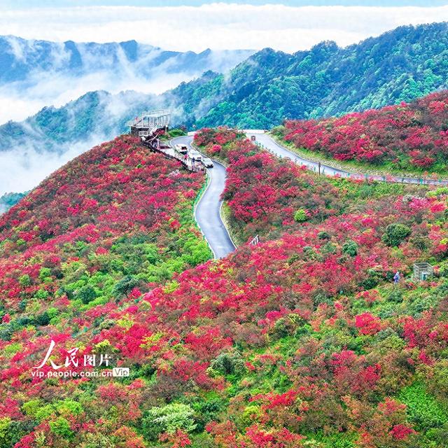 湖南双牌：杜鹃花开引客来