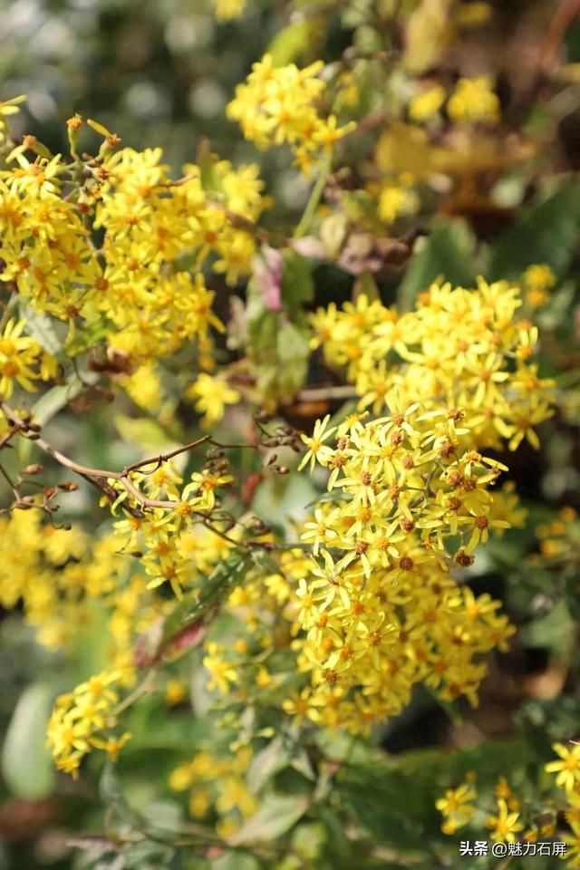 来石屏牛街赴一场与繁花的诗意之约~