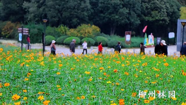 柳州市雀儿山公园硫华菊花海即将盛放