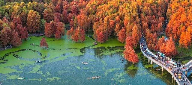 现实版油画！杭州青山湖进入多彩季，一天涌入5万游客