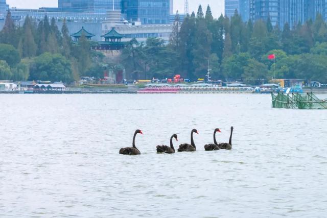 你的十二时辰,玄武湖承包了多少?