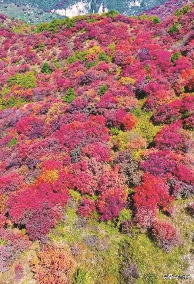 成语之都秋色好 太行红叶邀客来