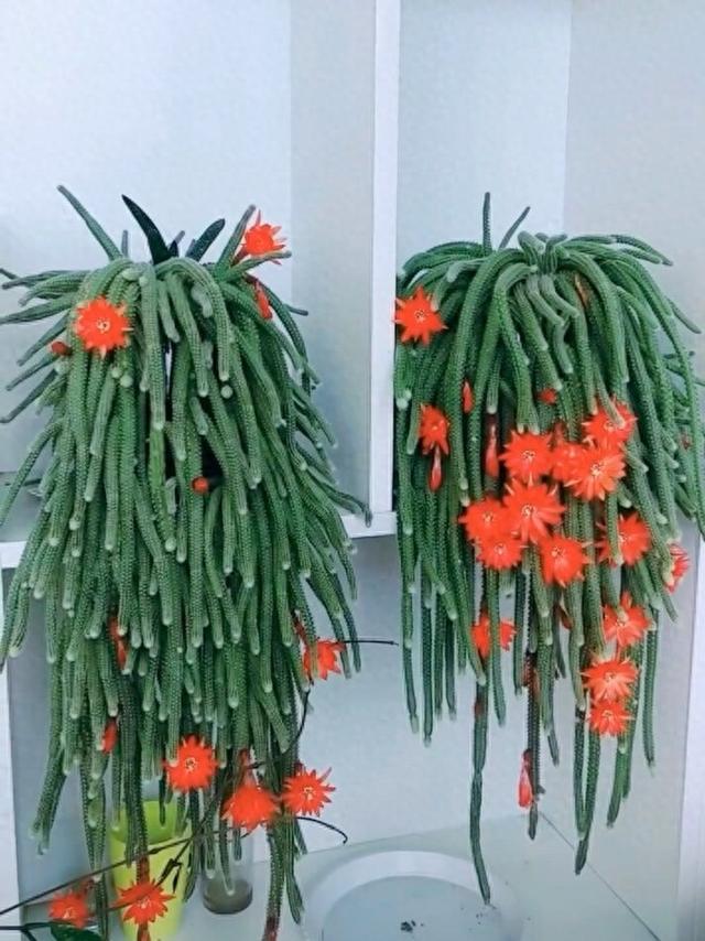 家里养这几种花好看又好养（一定不要错过这5种花）