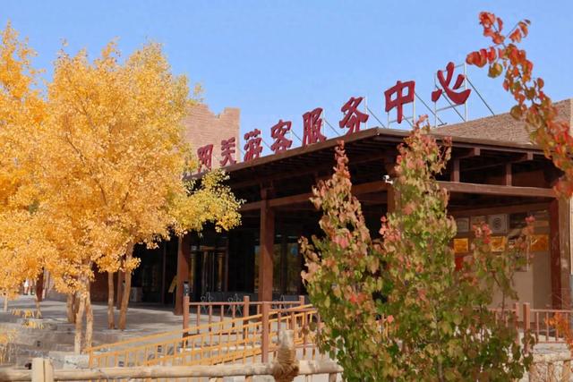 戈壁鎏金：当胡杨染透西北的秋