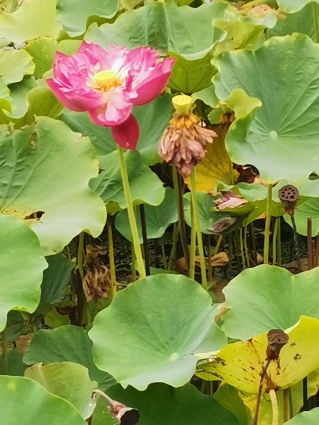 崔继松：秋游红荷湿地（外四首）