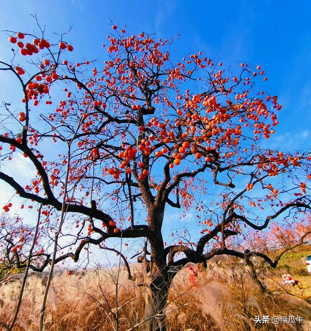 陕西彬州柿子火出圈，千万级流量，引来全国游客打卡