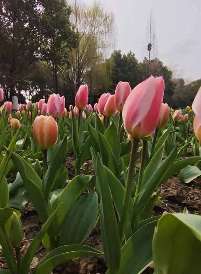 长岛公园郁金香开花啦！