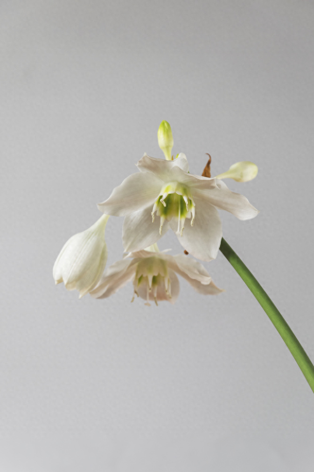 亚马逊优化（3秒决定生死 亚马逊主图优化实操指南）