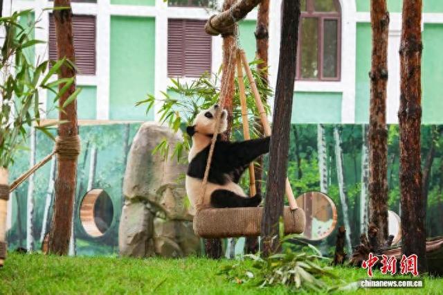 大熊猫兄弟亮相  哈尔滨文旅增添“新顶流”