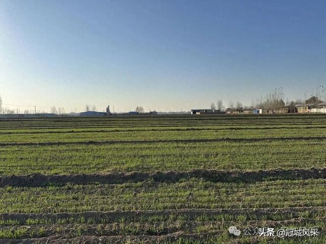 冠县乡韵·贾镇荆楼村