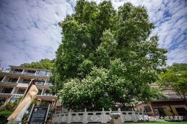 洛阳重渡沟：千年菩提花开，快来接住这份限定好运，错过再等一年