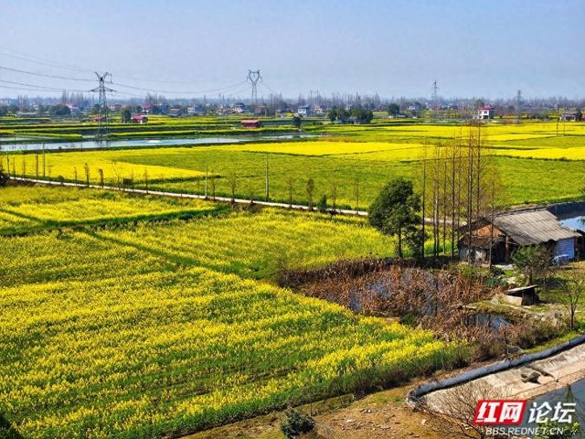 【赴春之约】安乡春游记：看油菜花织就的金色水乡