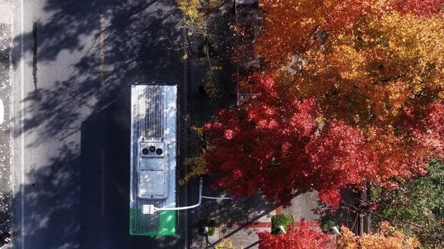 银杏鎏金映红枫 半城诗意半城冬