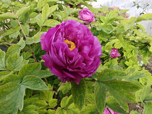 洛阳中国国花园：千亩牡丹盛放 国色倾城醉游人