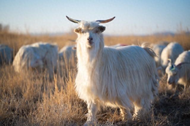 听劝！属羊的注意：十一月下旬，有场“硬仗”要扛住！