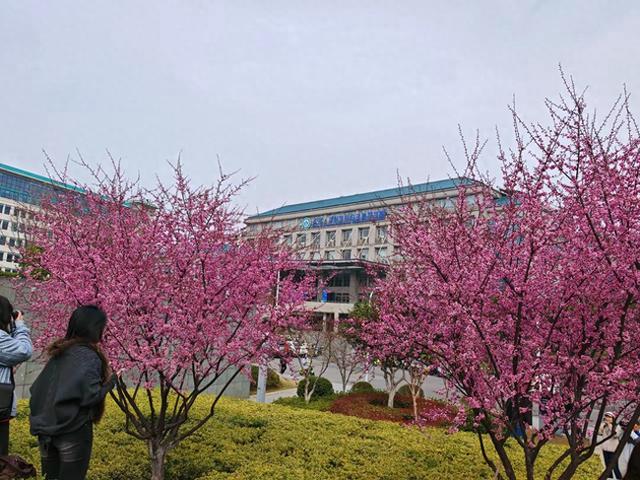 一夜满开！武大樱花提前“破题”，2026赏樱窗口期精准卡位