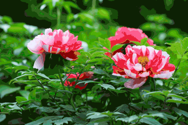 马上开园！临沂这里要火了！