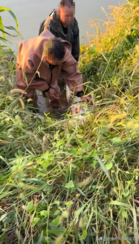 如获至宝？巨型青鱼“暴尸”江边！湖北3男子忍着臭味抠出青鱼石