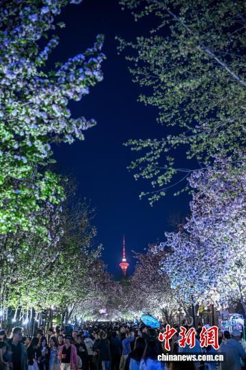 清明小长假 天津五大道夜海棠引八方游客