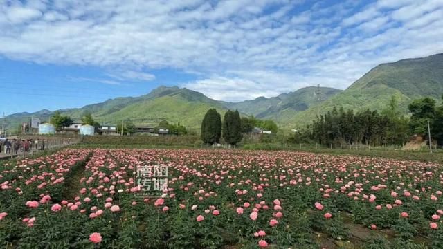 快来打卡！绵竹这片700亩芍药花海正值盛放→